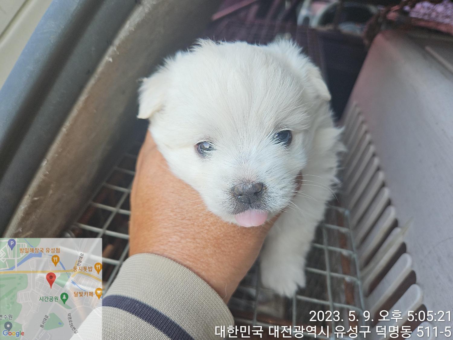 대전동물보호센터_430367202300280